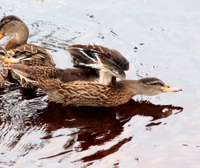 [One duckling lays its belly across the water as it stretches its head to the right and stretches its wings vertically. In this image the all brown of the previous image has became white in the wing post area and there are strips of white and dark blue amid the short brown feathers at the top. ]